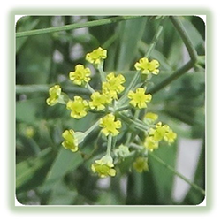 ミシマサイコの花の写真