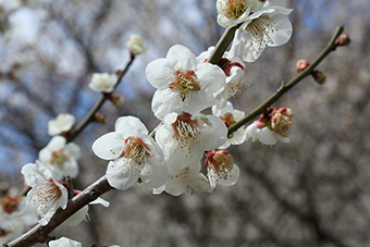 梅の花の写真