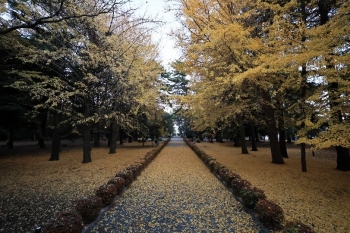 イチョウの落葉