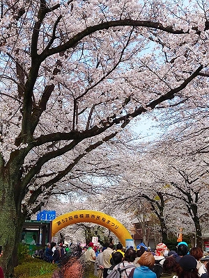 市民桜まつりの様子