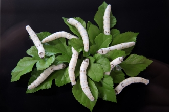 食欲が旺盛になる5齢の蚕