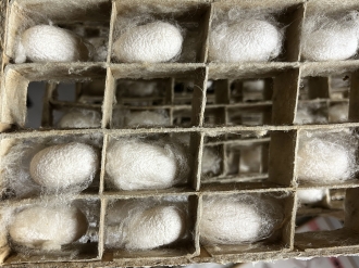 蚕はまぶしの中で50～60時間かけて繭を作る