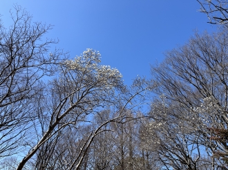 相模原公園 白い木蓮
