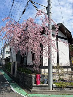 相模原公園 枝の垂れた桜