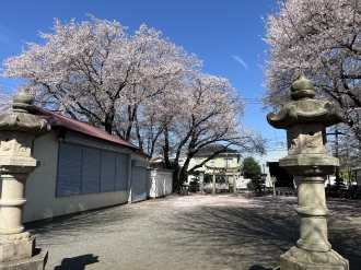 諏訪神社の桜