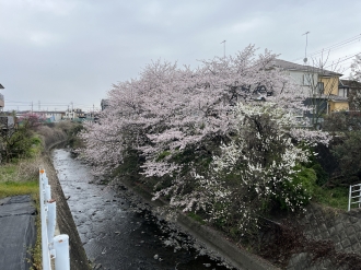 下古山橋の桜