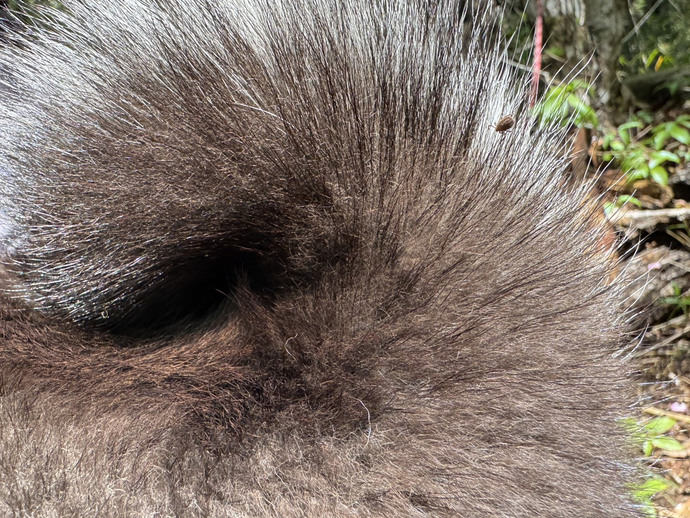 柴犬の尾につくマダニの写真